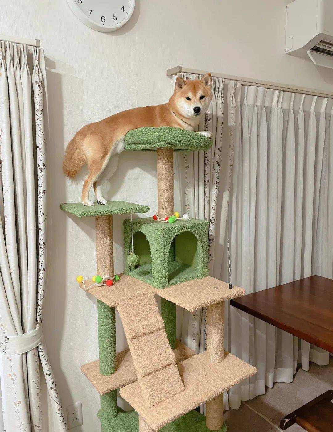 半夜聽(tīng)到柴犬在哭<strong></p>
<p>爬架
</strong>，過(guò)去一看發(fā)現(xiàn)它在貓爬架頂端凹造型...:爬架
